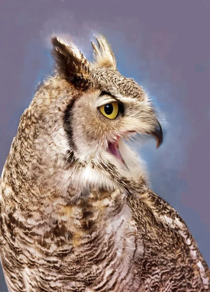 Great horned owl, the cry