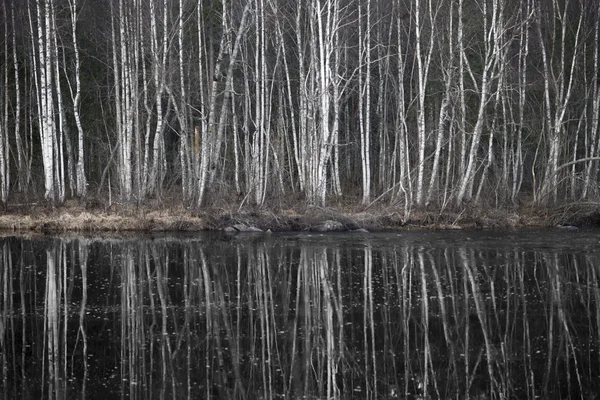 Birch trees by dark river