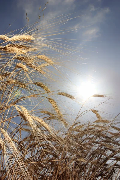 Wheat against the sun