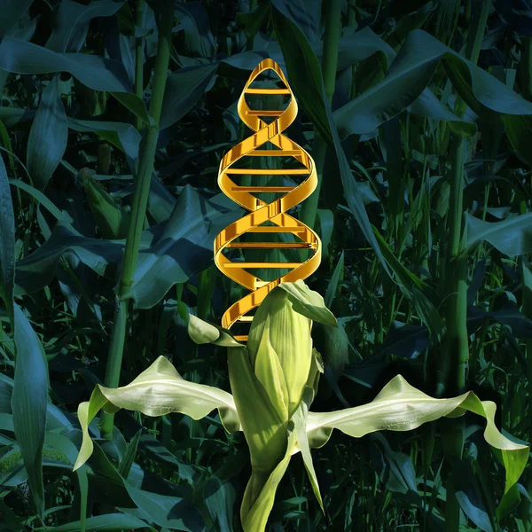 Genetically Modified Crops