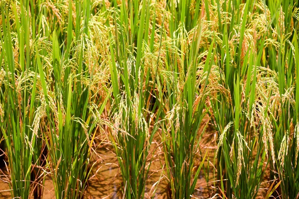 Golden paddy field of the Bacson Valley