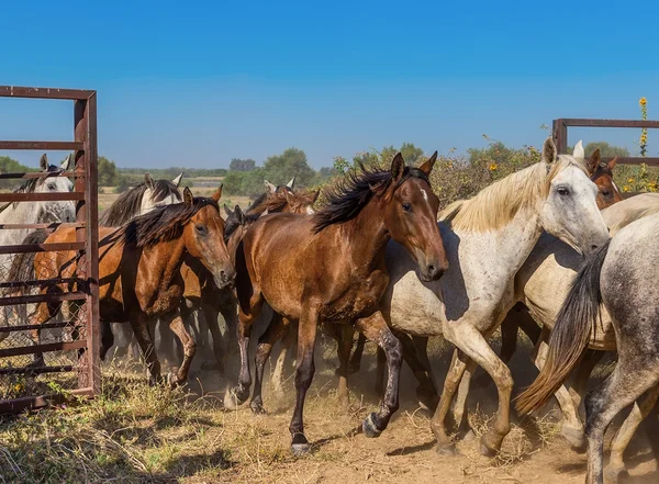 A herd of horses runs out of the corral. The movement of the open gate.