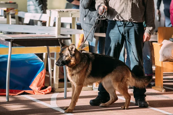 Man and Alsatian Wolf Dog in dog show