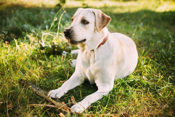 Young Funny White Labrador Dog Sitting In Green Summer Grass Out