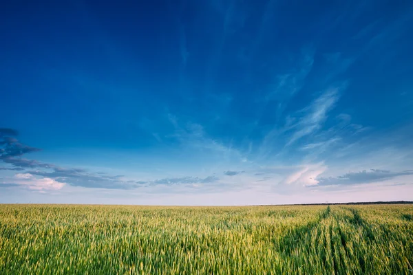 Green Wheat Field In Spring season. Agricultural Rural Landscape