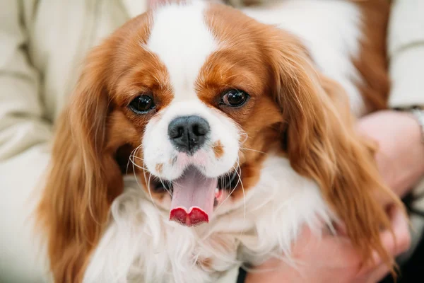 Funny white and red Cavalier King Charles Spaniel Dog