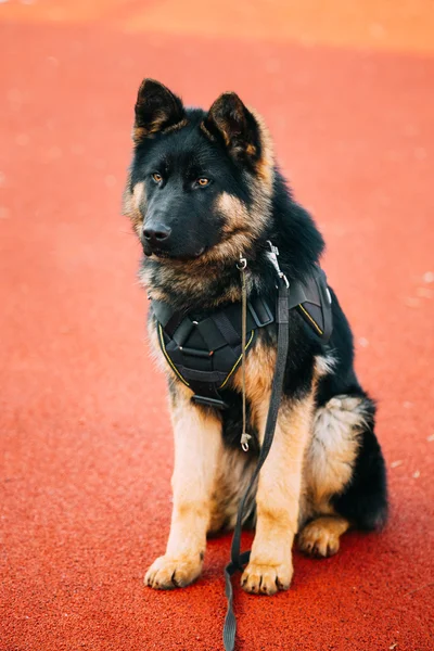 German Shepherd Dog. Alsatian Wolf Dog