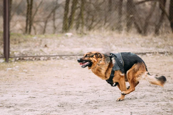 Running German Shepherd Dog at training. Alsatian Wolf Dog.