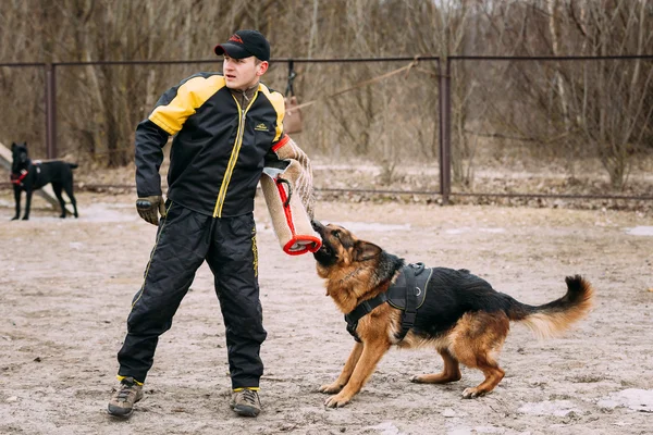 German shepherd dog training. Biting dog. Alsatian Wolf Dog. Deu