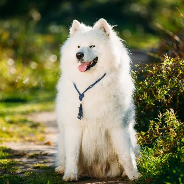 Very Funny Friendly Happy Lovely Pet White Samoyed Dog Outdoor i