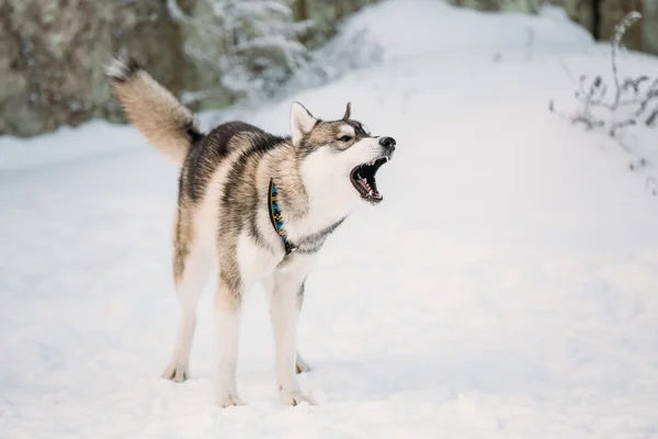 Young Gray Husky Dog Barking Outdoor In Snow. Winter