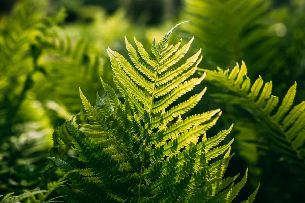 Beautyful ferns leaves green foliage natural floral fern backgro