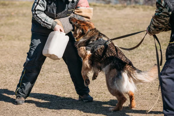 German Shepherd Dog training. Biting dog.