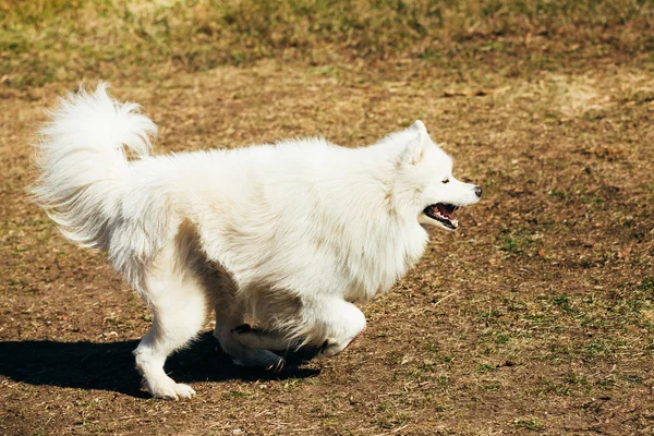 Funny White Samoyed Dog play run Outdoor