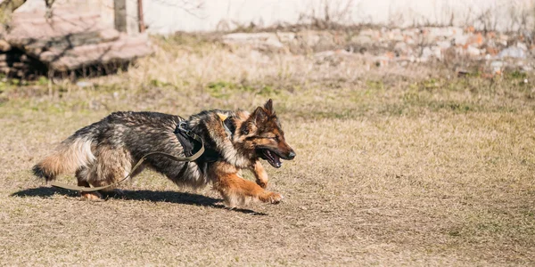 German Shepherd Dog training. Biting dog.