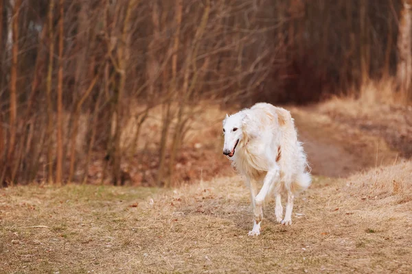 White Russian Wolfhound Dog, Borzoi, Russian Hunting, Sighthound