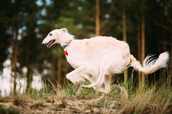 White Russian Borzoi sighthound, gazehound hunting running in au