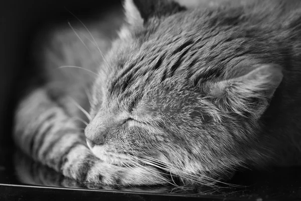 Close Up Of Peaceful Cat Curled Up Sleeping In His Bed
