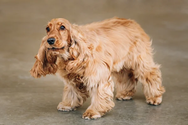 Brown English Cocker Spaniel Dog indoor.