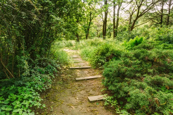 Empty Lane, Path, Way in summer forest