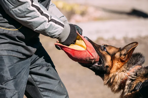 German Shepherd Dog Training. Biting Alsatian Wolf Dog