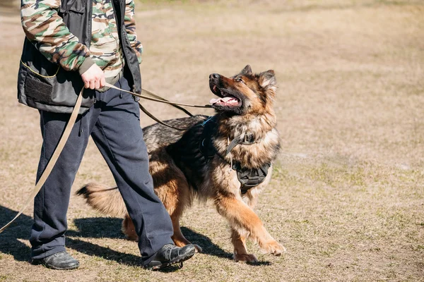 German Shepherd On Obedience Dog Training. Alsatian Wolf Dog