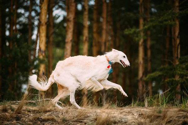 White Russian Borzoi Gazehound Running In Forest