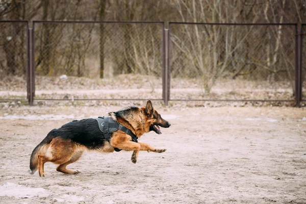 Fast Running German Shepherd Dog Training. Alsatian Wolf Dog. De