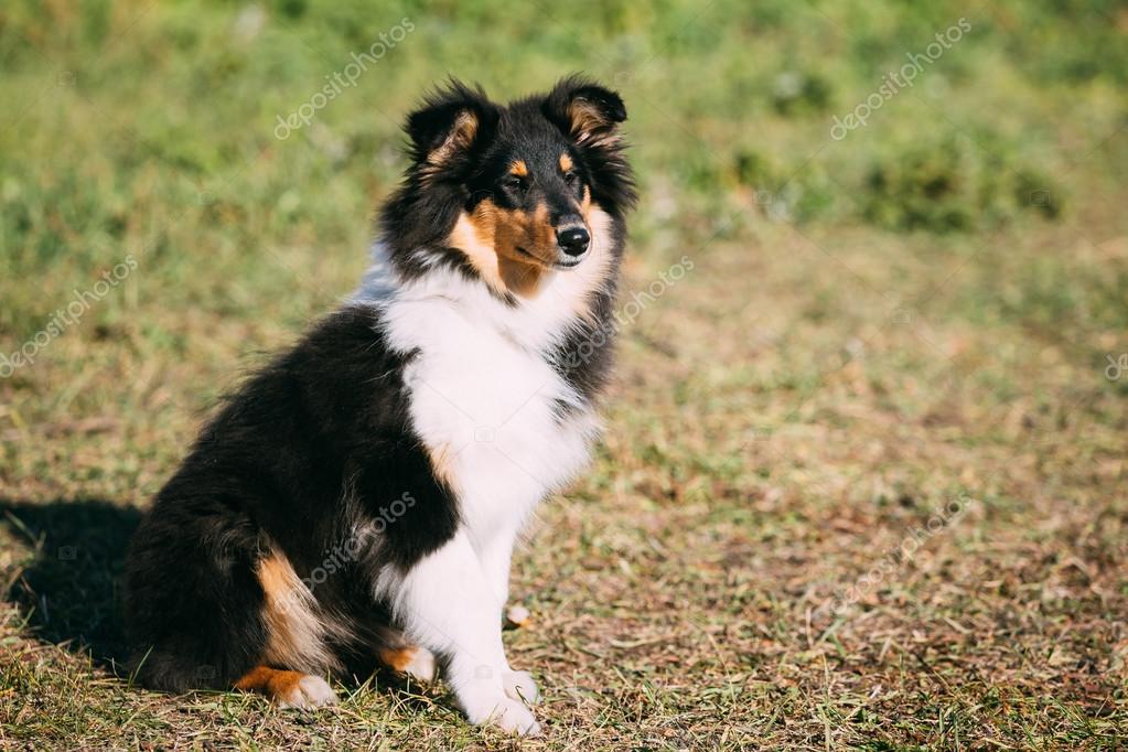 Shetland Sheepdog, Sheltie, Collie valp utomhus — Stockfoto 111360370