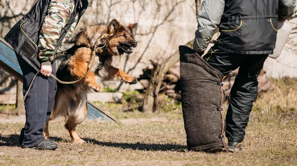 German Shepherd Dog Training. Biting Alsatian Wolf Dog