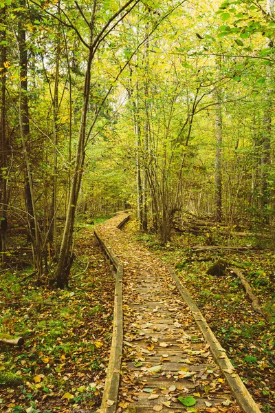 Wooden boarding path way pathway in autumn forest