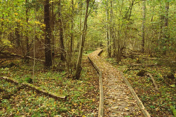 Wooden boarding path way pathway in autumn forest