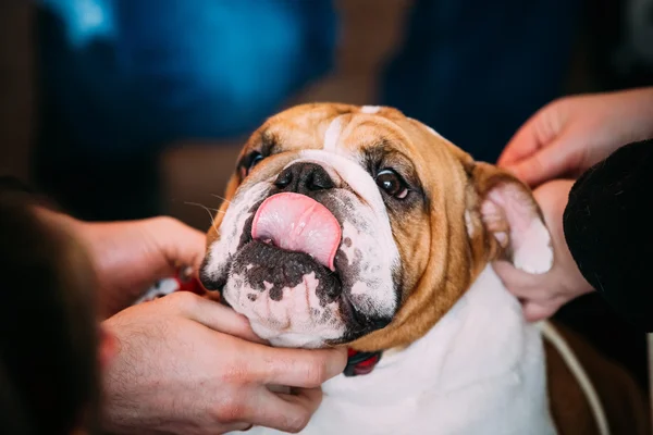 People stroking Young English Bulldog Dog