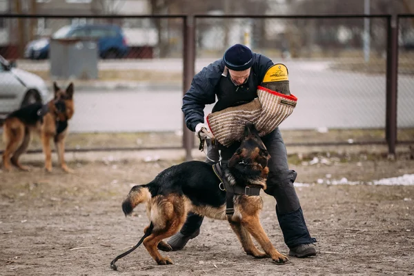 German shepherd dog training. Biting dog. Alsatian Wolf Dog. Deutscher