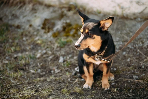 Mixed Breed Small Size Dog Sits Outdoor