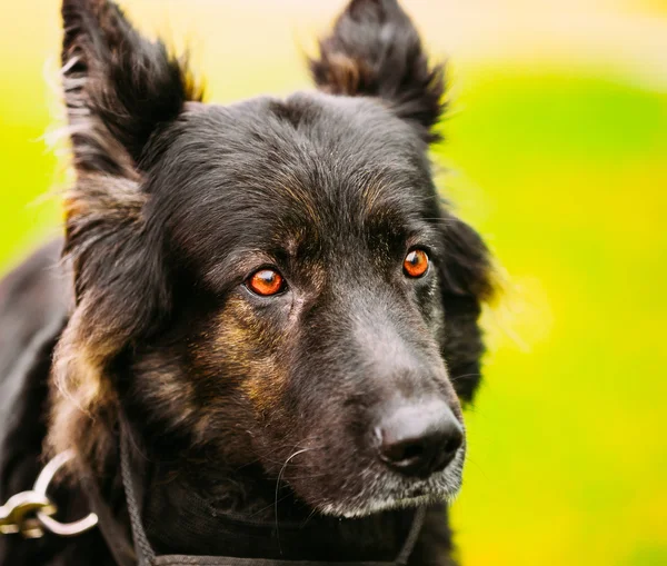 German Shepherd Dog Close Up Portrait. Alsatian Wolf Dog. Deutsc