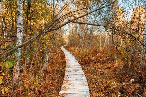 Wooden boarding path way pathway in autumn forest