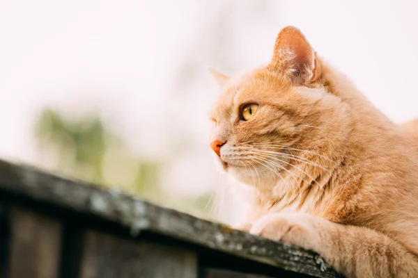Funny Fat Red Cat Sitting On Fence In Summer Day