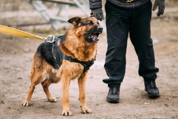 Barking Angry German Shepherd Alsatian Wolf Dog On Training