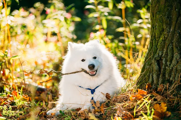 Funny Happy White Samoyed Dog Outdoor in Autumn Forest. Puppy Si