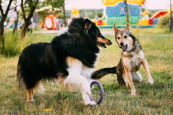 Shetland Sheepdog, Sheltie, Collie. Play Outdoor In Summer Grass