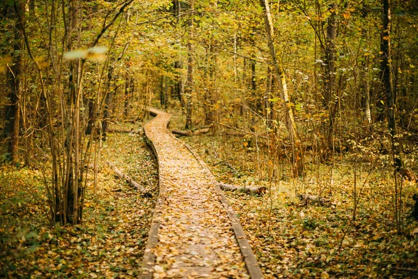 Wooden boarding path way pathway in autumn forest
