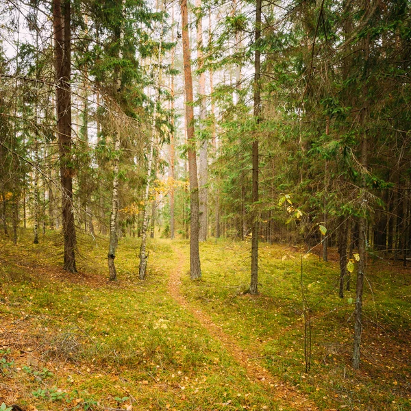 Winding Path Lane Walkway Way Through Beautiful Coniferous Autumn