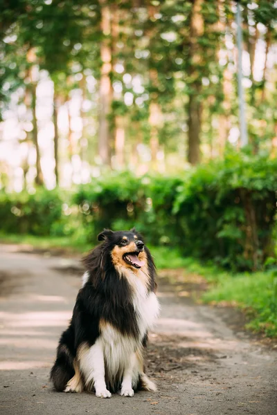 Scottish Rough Long-Haired Collie Lassie Adult Dog Sitting On Park Alley