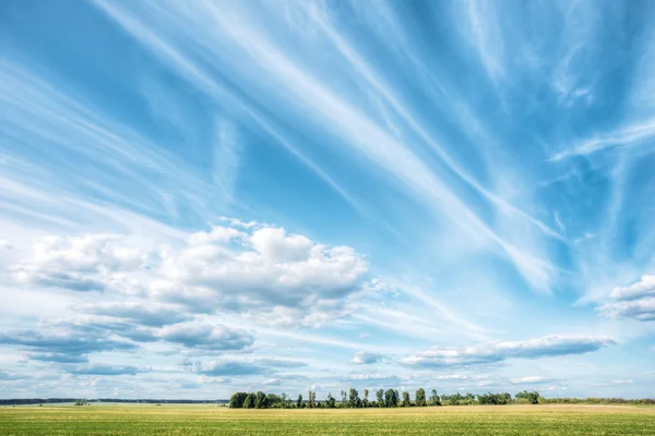 Green Wheat Field In Spring Season. Agricultural Rural Landscape