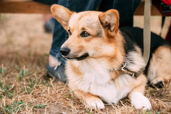 Close Up Portrait Of Young Welsh Corgi Dog In Dry Grass