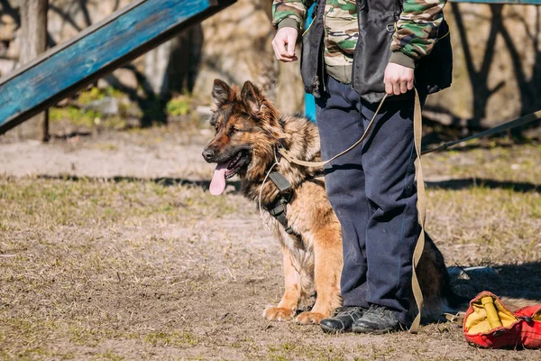 German Shepherd Dog Training. Alsatian Wolf Dog.