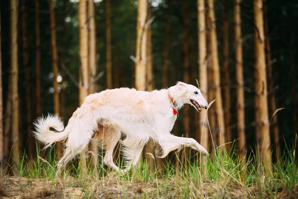 White Russian Borzoi - Hunting Dog Running In Autumn Forest