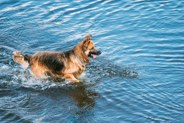 Adult Alsatian Wolf Dog, Running In Blue Water Of River Lake With Splashes Around