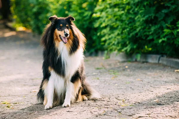 Tricolor Scottish Rough Long-Haired English Collie Lassie Adult Dog